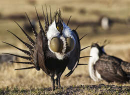 Image of Gunnison sage-grouse; greater sage-grouse