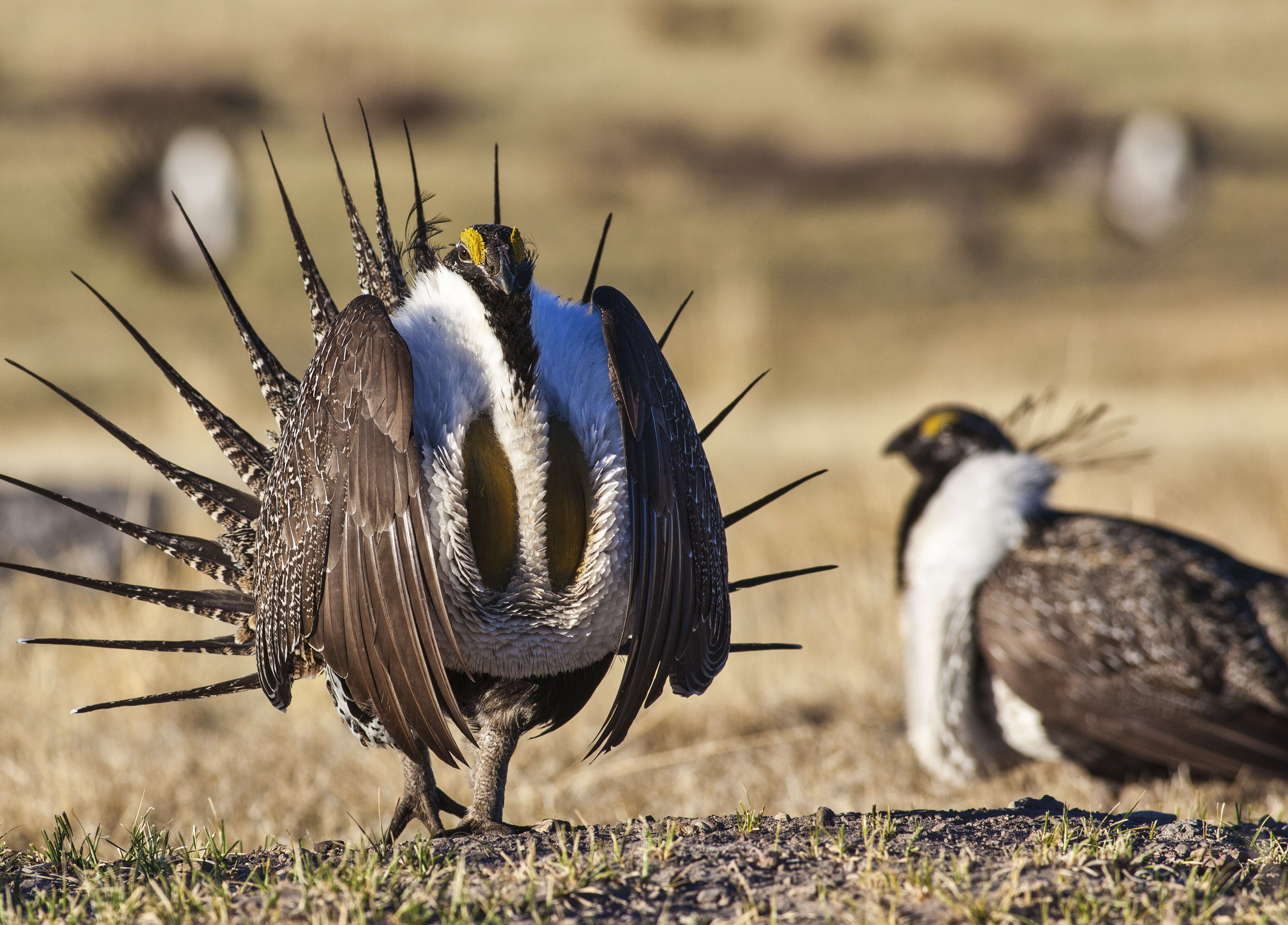 Image of Gunnison sage-grouse; greater sage-grouse
