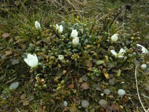 Image of Gentianella saxosa (G. Forst.) Holub