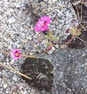 Image of Torrey's monkeyflower