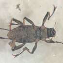 Image of Ancyronyx variegatus (Germar 1824)
