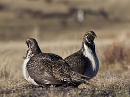 Image of Gunnison sage-grouse; greater sage-grouse