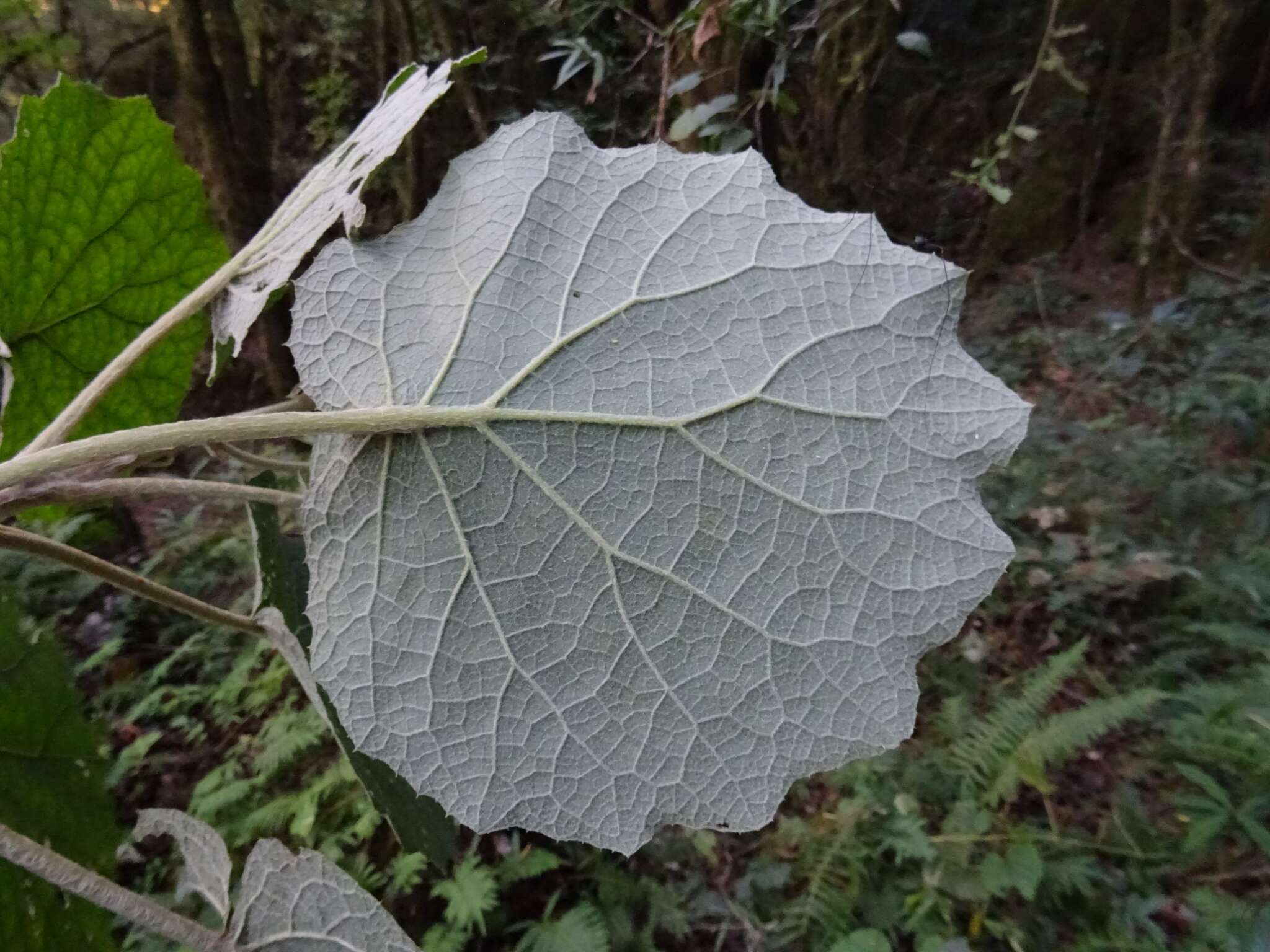 Plancia ëd Roldana lanicaulis (Greenm.) H. Rob. & Brettell