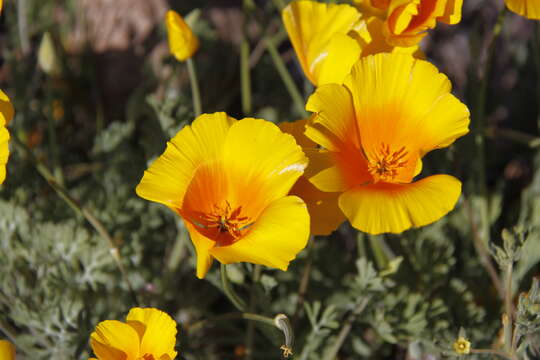 Image of California poppy