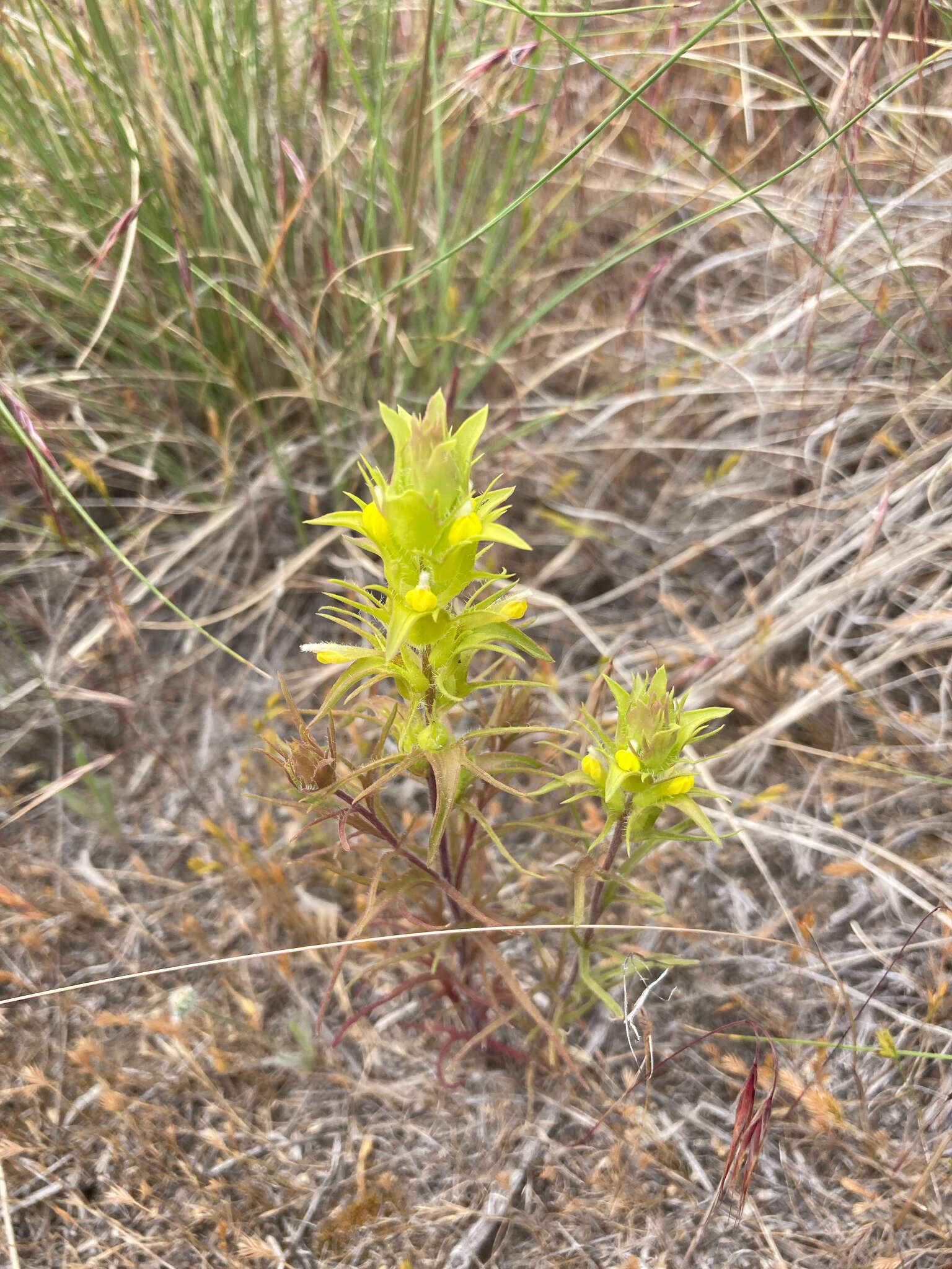 Image of Grand Coulee owl's-clover