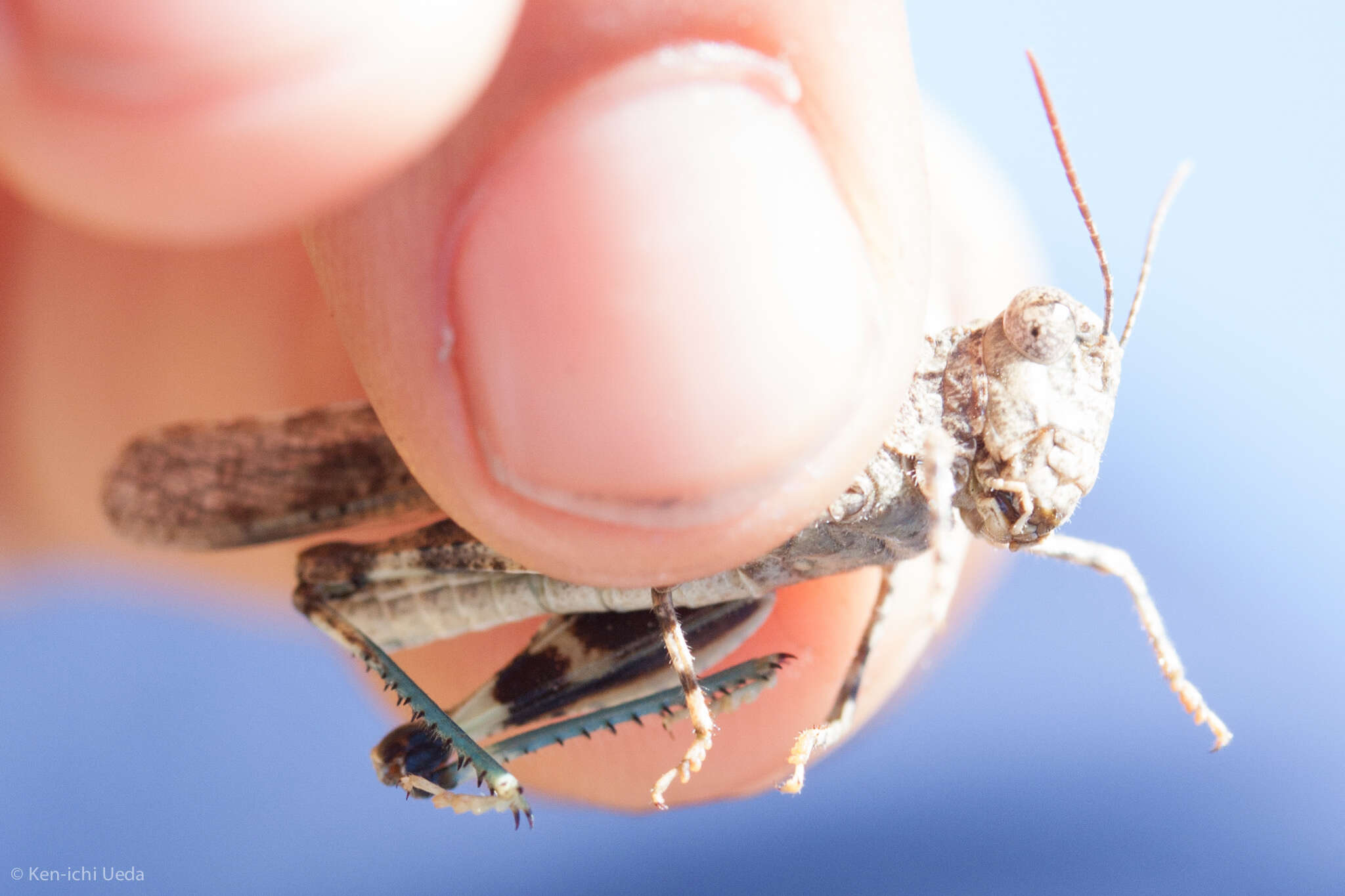 Trimerotropis occidentalis (Bruner & L. 1889) resmi