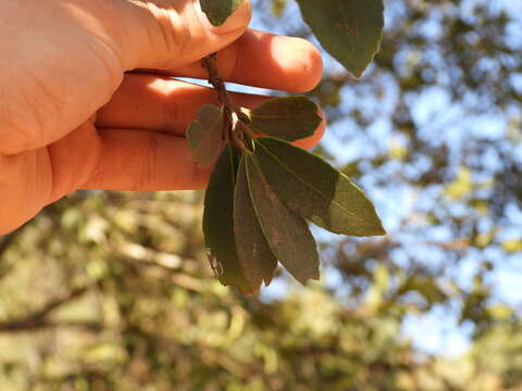 صورة Ilex discolor Hemsl.