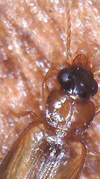 Image of Ground beetle