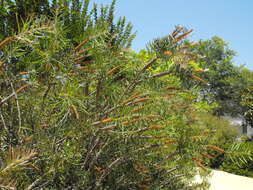 صورة Callistemon rigidus R. Br.