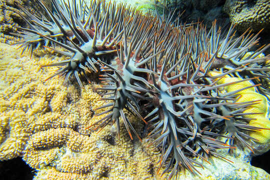 Image of crown of thorns starfish