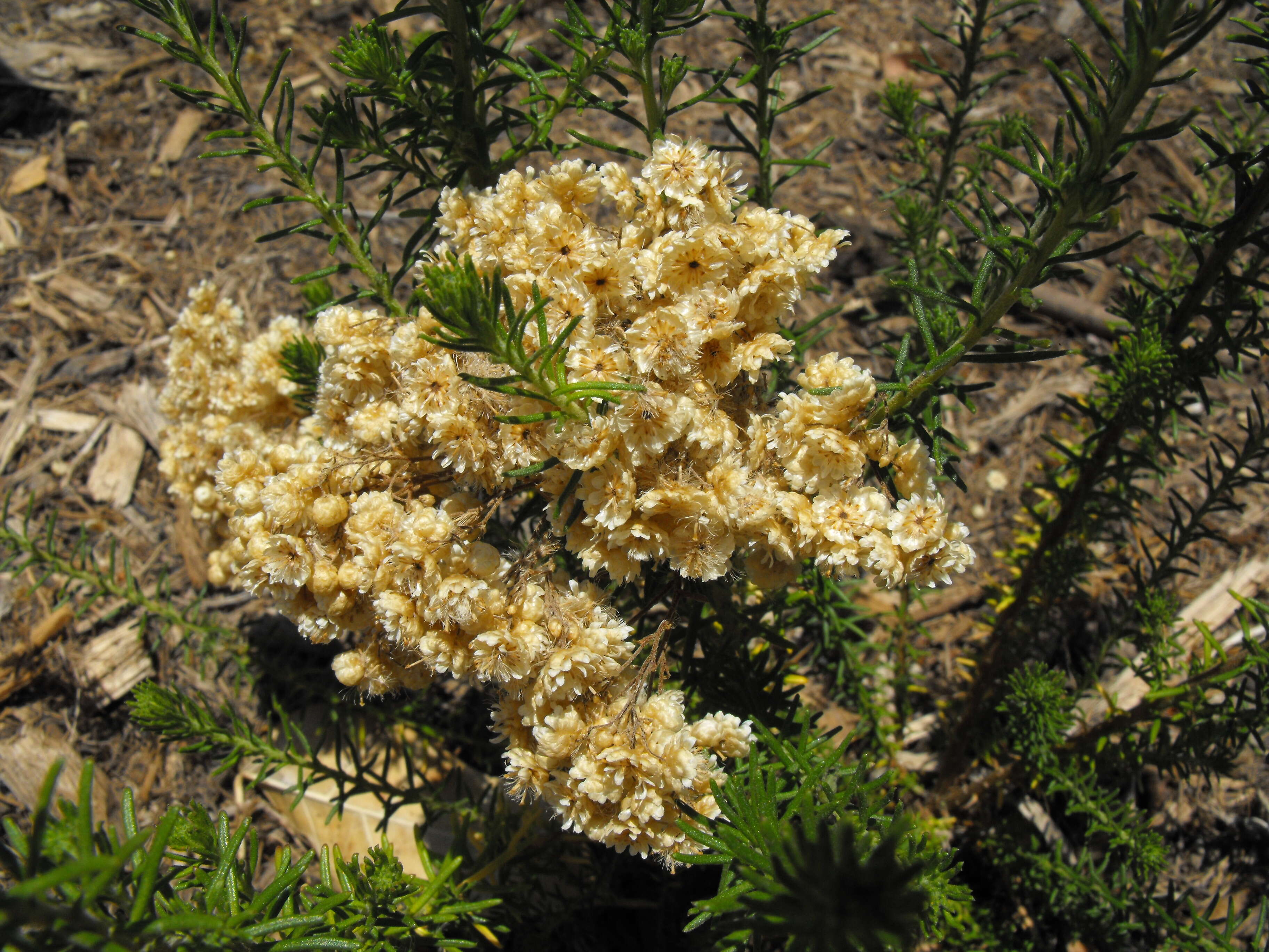 Image of Ozothamnus diosmifolius (Vent.) DC.