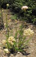 Image of Ozothamnus diosmifolius (Vent.) DC.