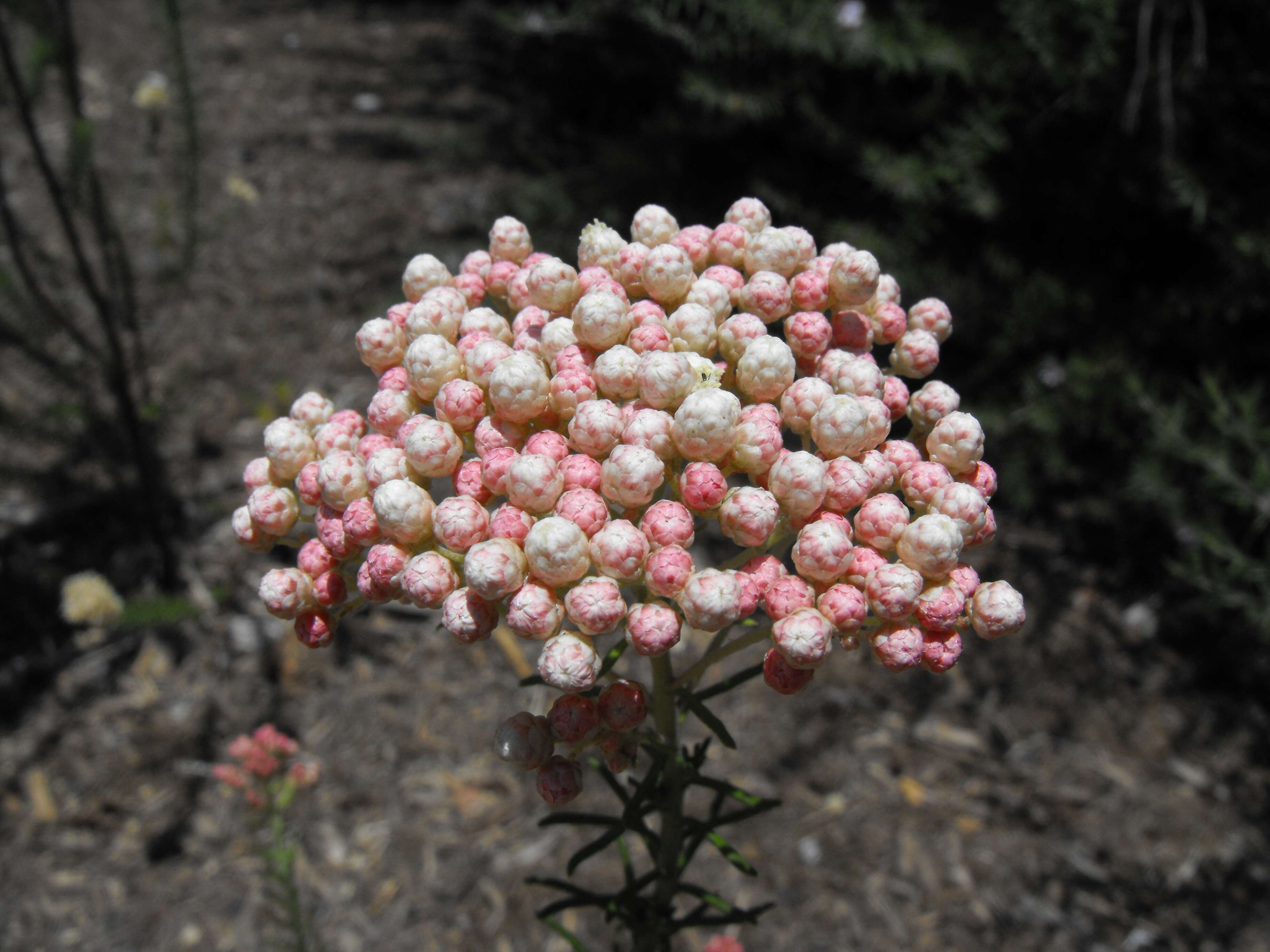 Image of Ozothamnus diosmifolius (Vent.) DC.