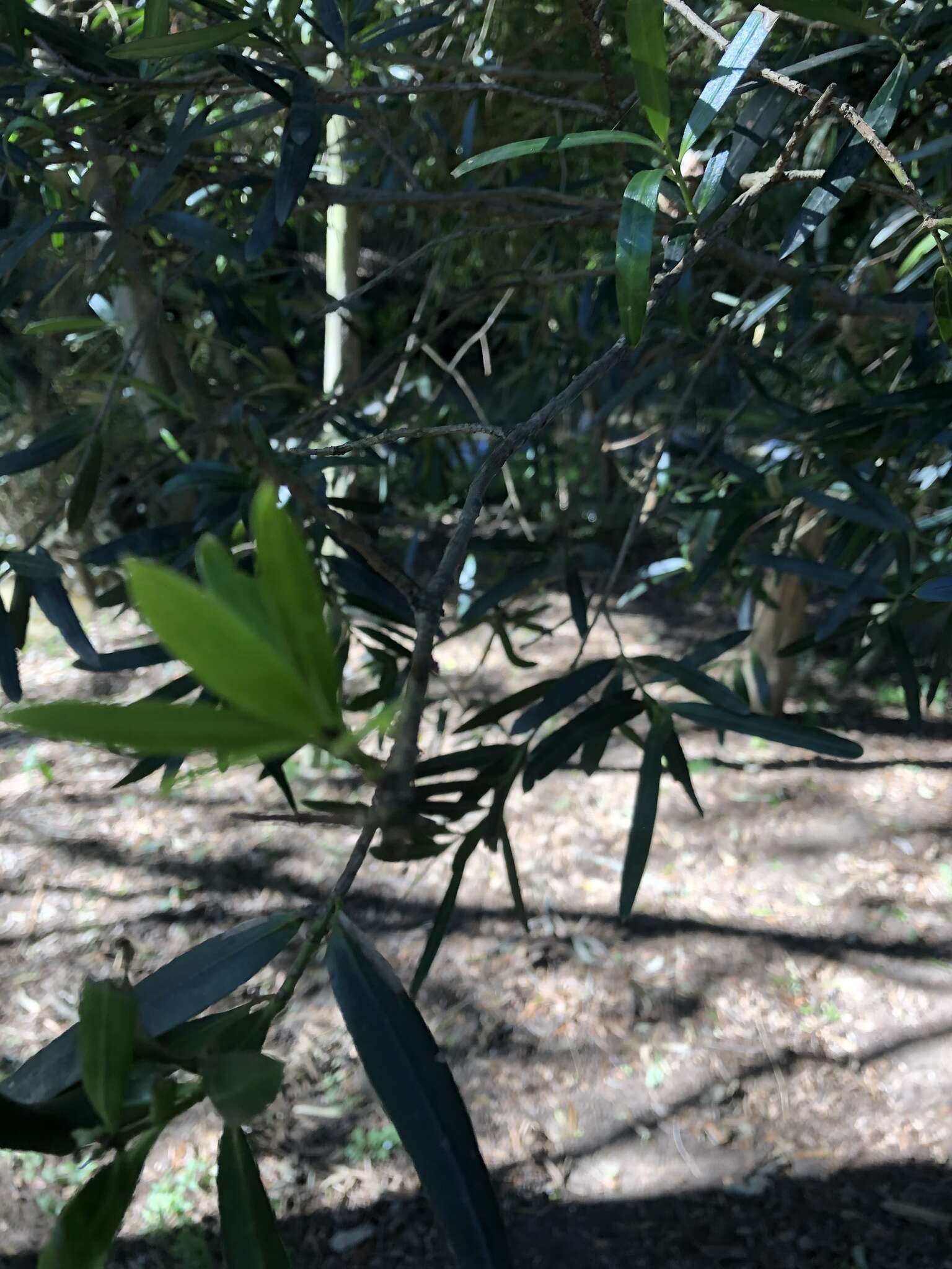 Image of Brown Pine