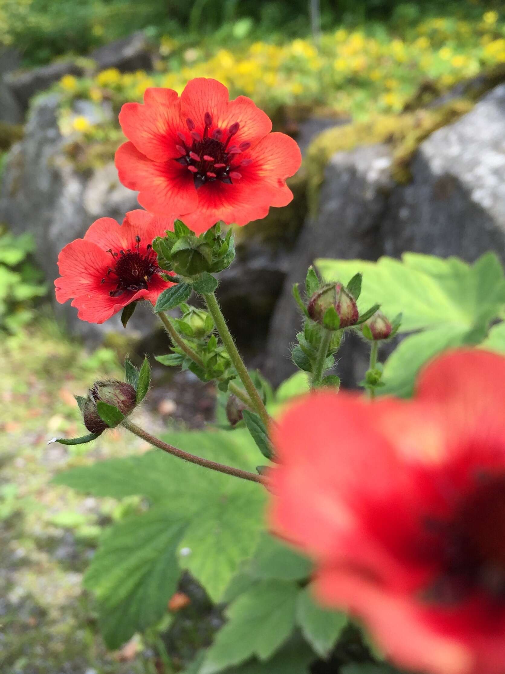 Image of Potentilla nepalensis Hook.