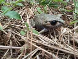 Image of Hasselt's Litter Frog