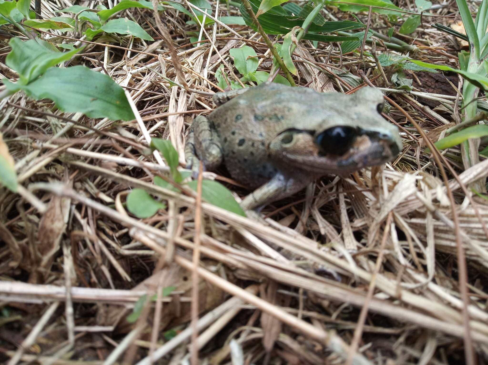 Image of Hasselt's Litter Frog