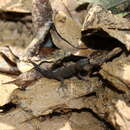 صورة Sphaerodactylus rosaurae Parker 1940