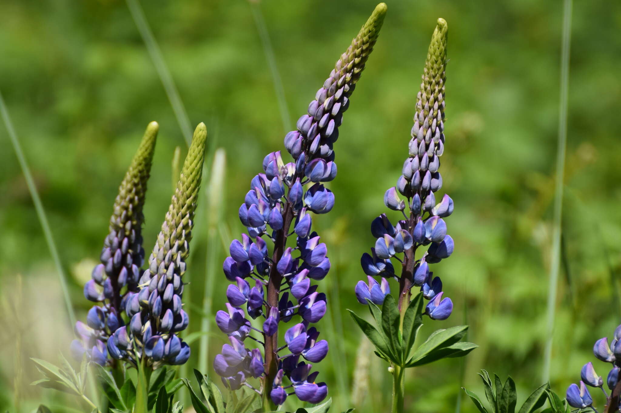 Image of big-leaved lupine