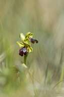 Image of Ophrys fusca subsp. fusca