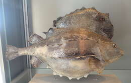 صورة Cyclopterus