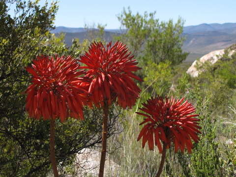 Image of Aloe perfoliata L.