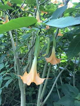 Image de Brugmansia insignis (Barb-Rodr.) T. E. Lockwood ex E. Wade Davis