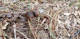 صورة Inocybe ericetorum Vauras & Kokkonen 2013