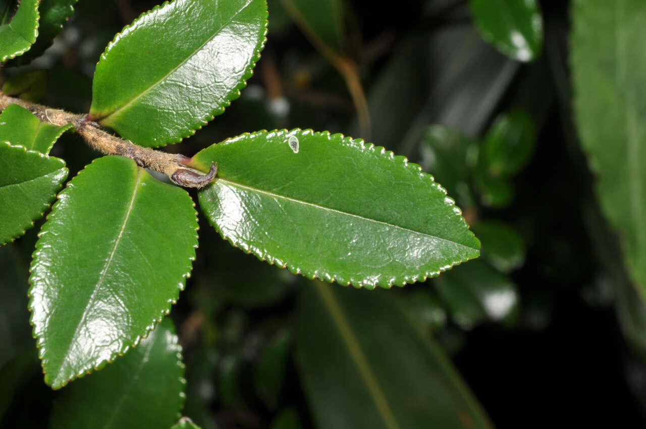 Image de Eurya crenatifolia (Yamamoto) Kobuski