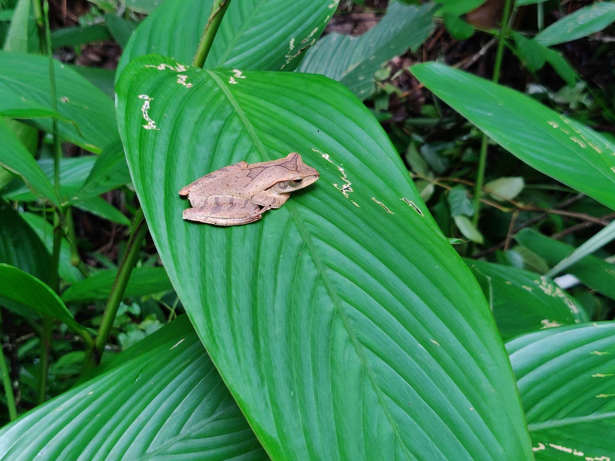 Plancia ëd Polypedates pseudocruciger Das & Ravichandran 1998