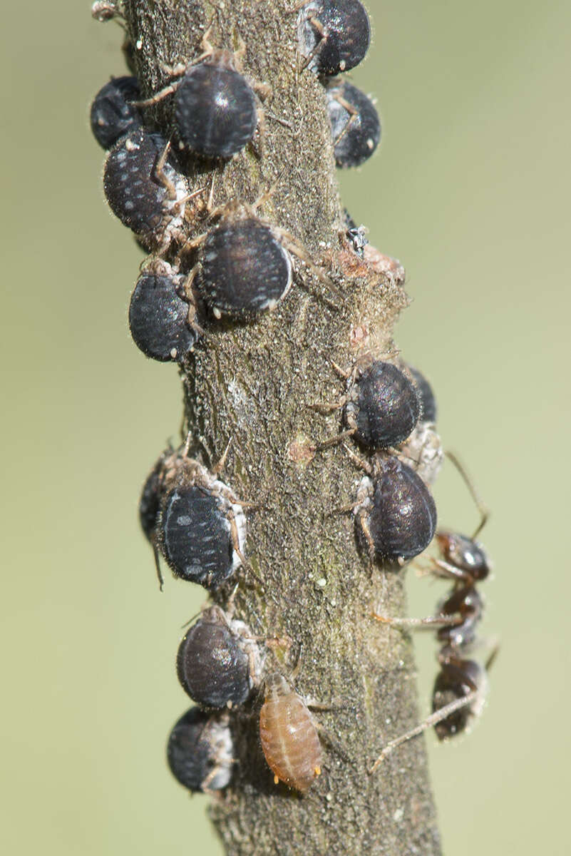 Слика од Pterocomma salicis (Linnaeus 1758)