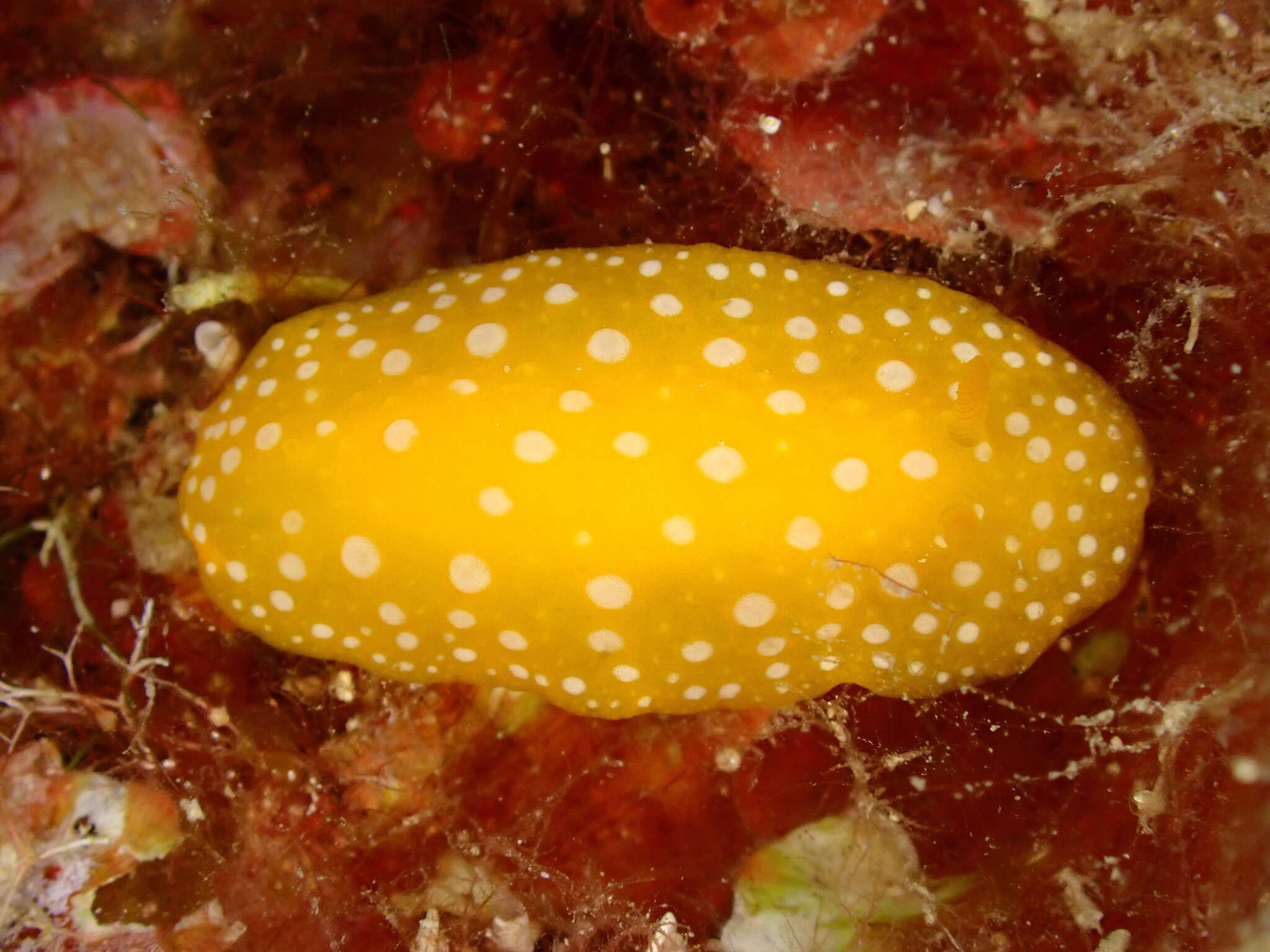 Image of white-spotted yellow nudibranch