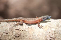 Image of Blue-throated Keeled Lizard