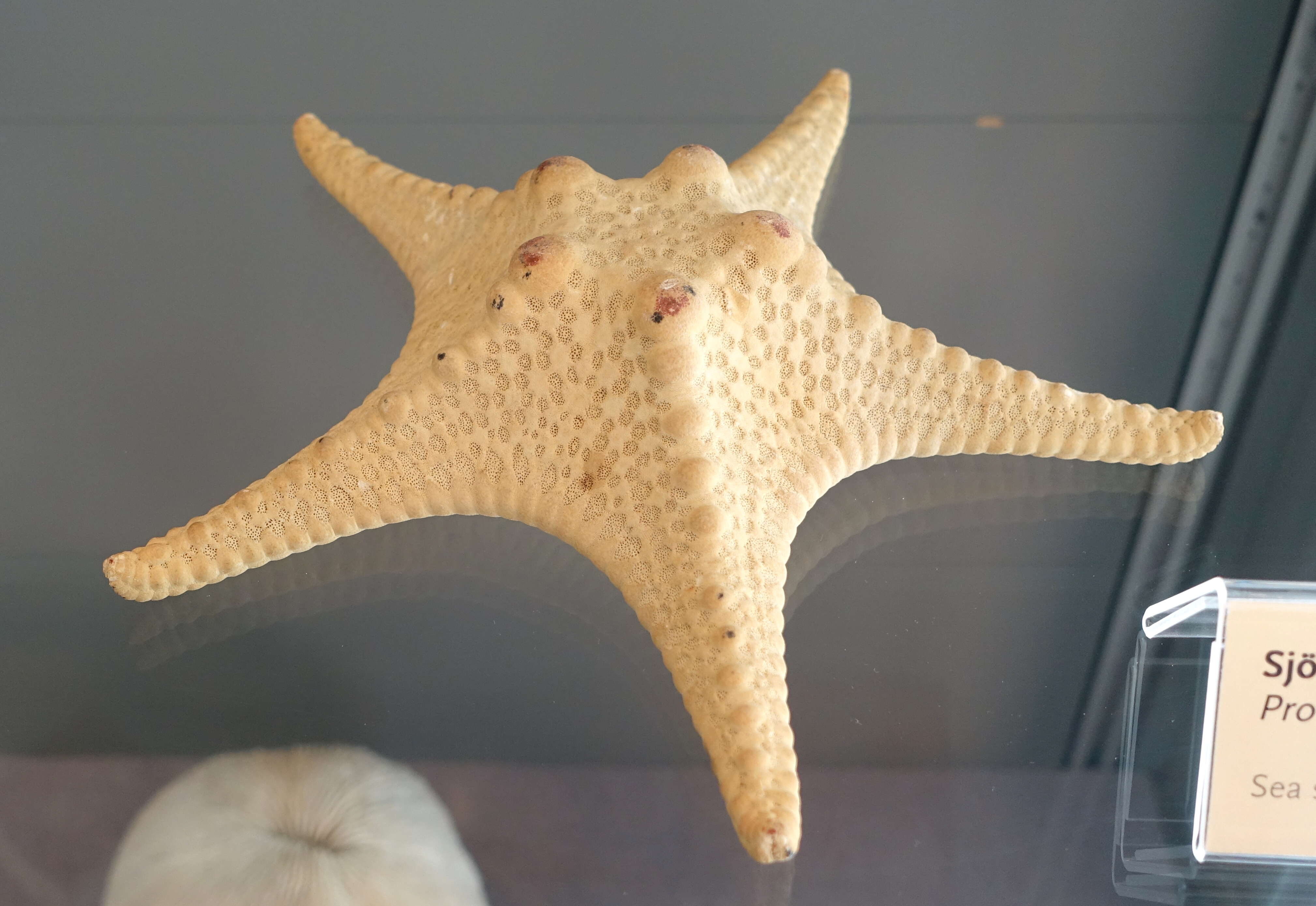 Image of chocolate chip sea star