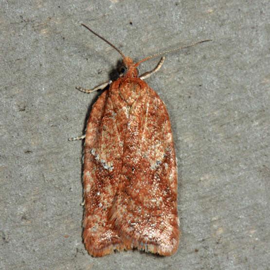 Imagem de Acleris stadiana