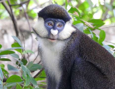 Cercopithecus ascanius (Audebert 1799) resmi