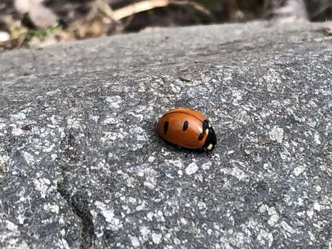 صورة Coccinella transversoguttata Faldermann 1835