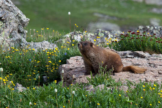 Image of Marmota subgen. Petromarmota Steppan et al. 1999