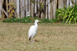 Image of Bubulcus ibis ibis