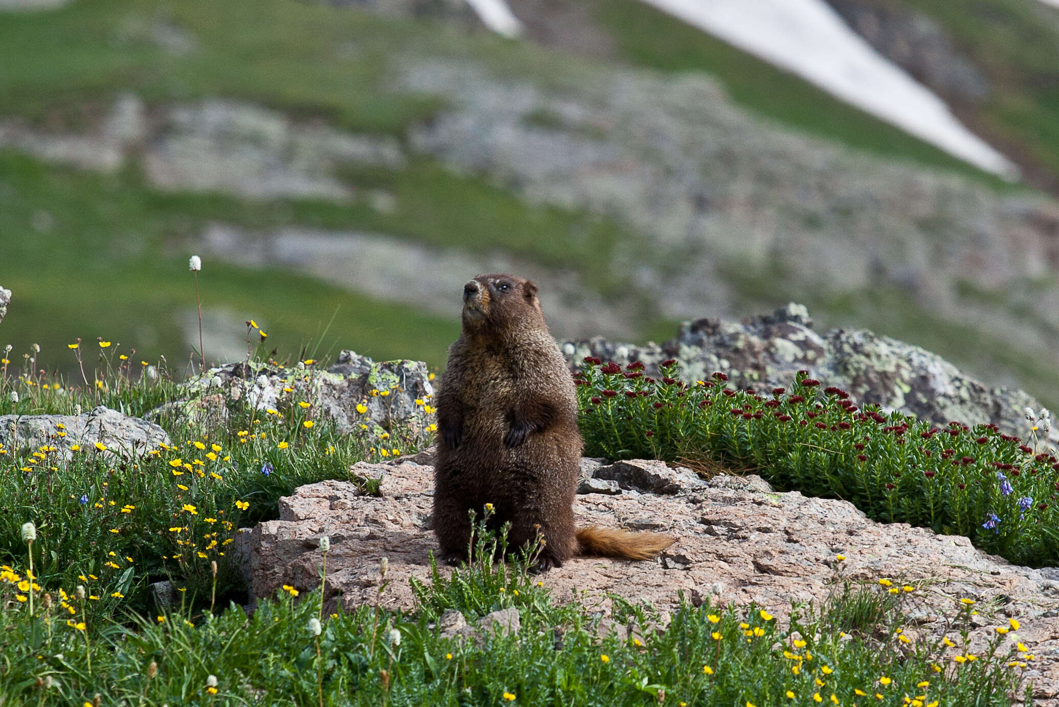 Image of Marmota subgen. Petromarmota Steppan et al. 1999