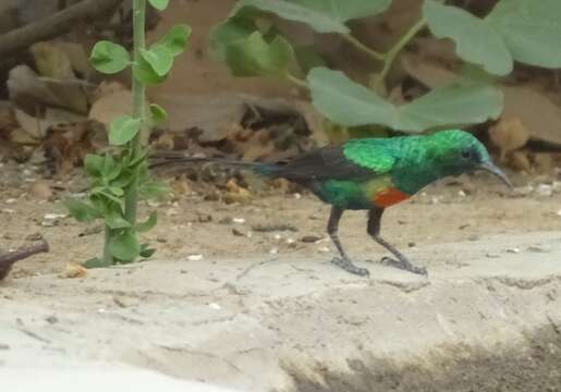 Image of Beautiful Sunbird