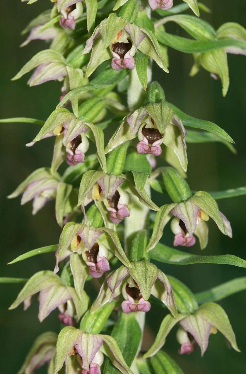 Image of Broad-leaved Helleborine