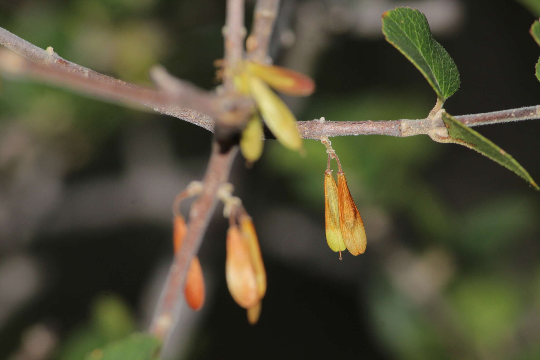 Image of Fraxinus potosina Brandegee