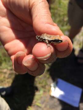 Image of Ornate Chorus Frog