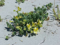 Image of Alstroemeria werdermannii subsp. flavicans (Muñoz-Schick) J. M. Watson & A. R. Flores