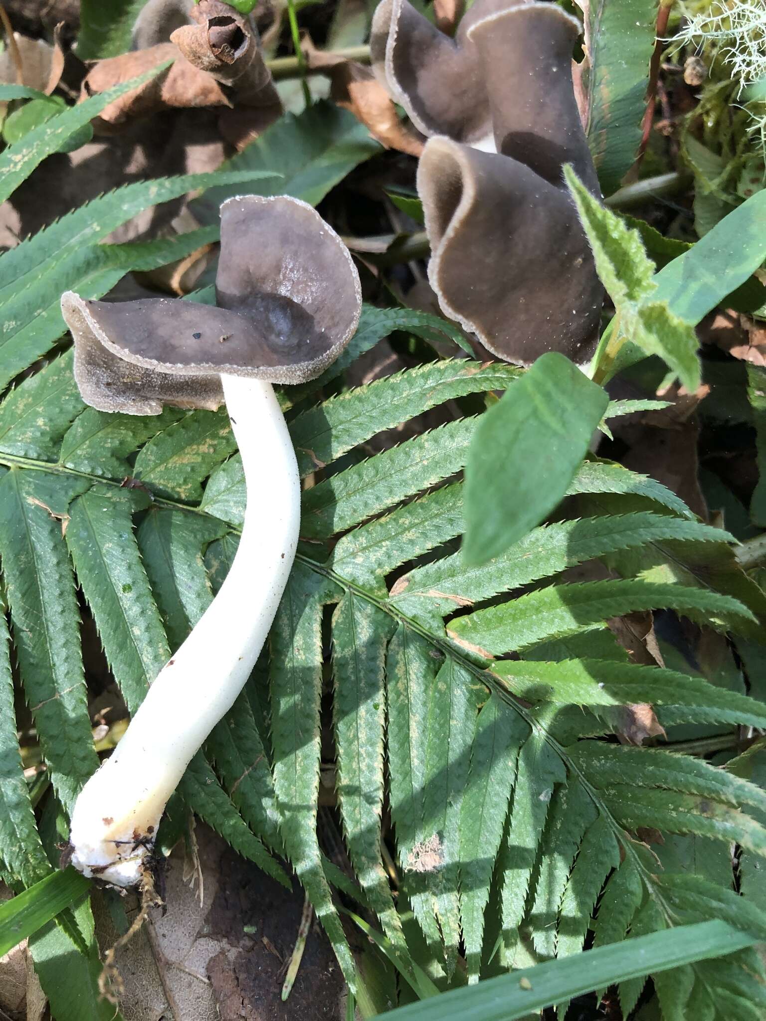 Helvella compressa (Snyder) N. S. Weber 1975 resmi