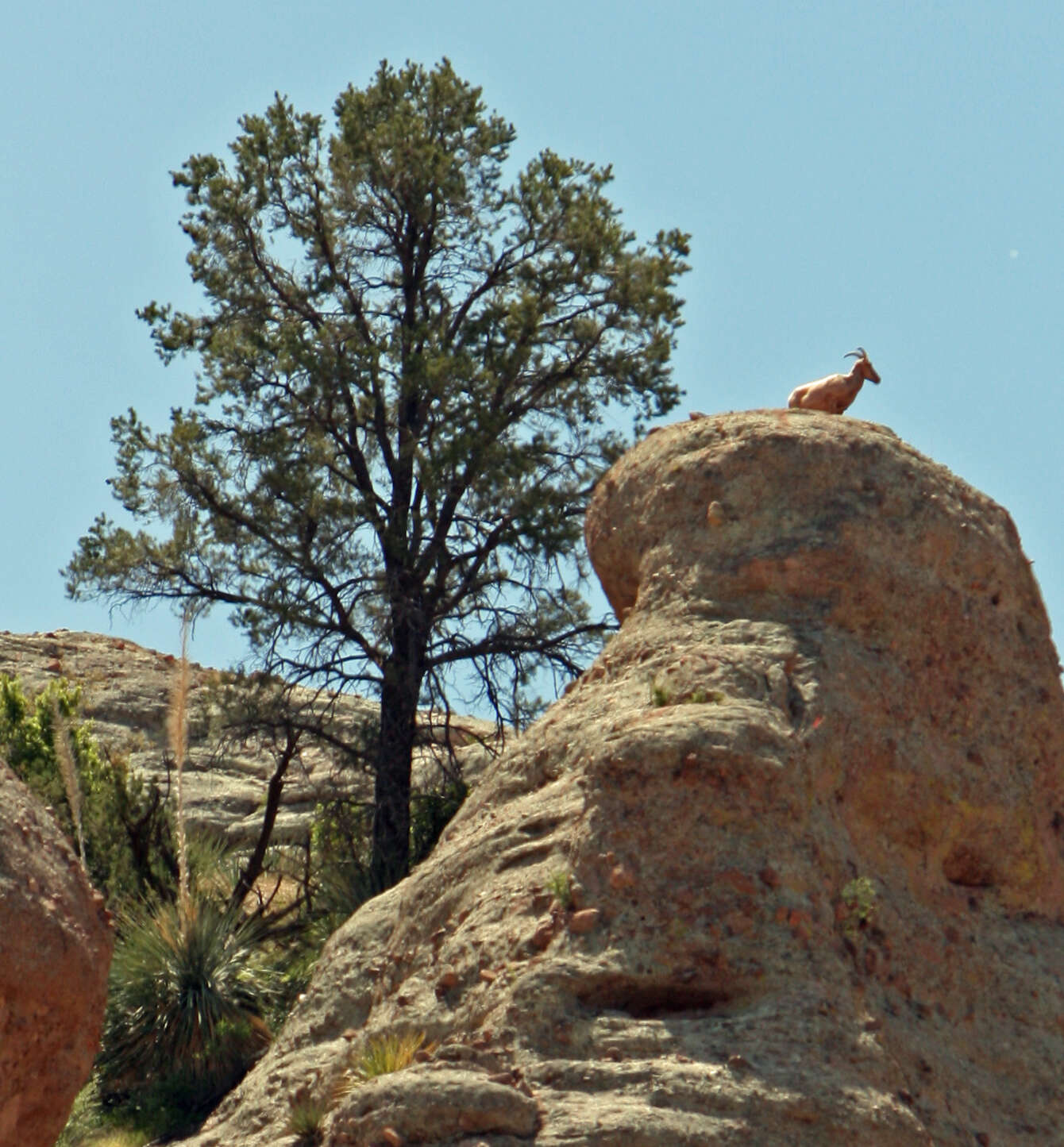 Image of Chihuahua Pine