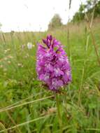 صورة Anacamptis pyramidalis (L.) Rich.