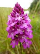 صورة Anacamptis pyramidalis (L.) Rich.