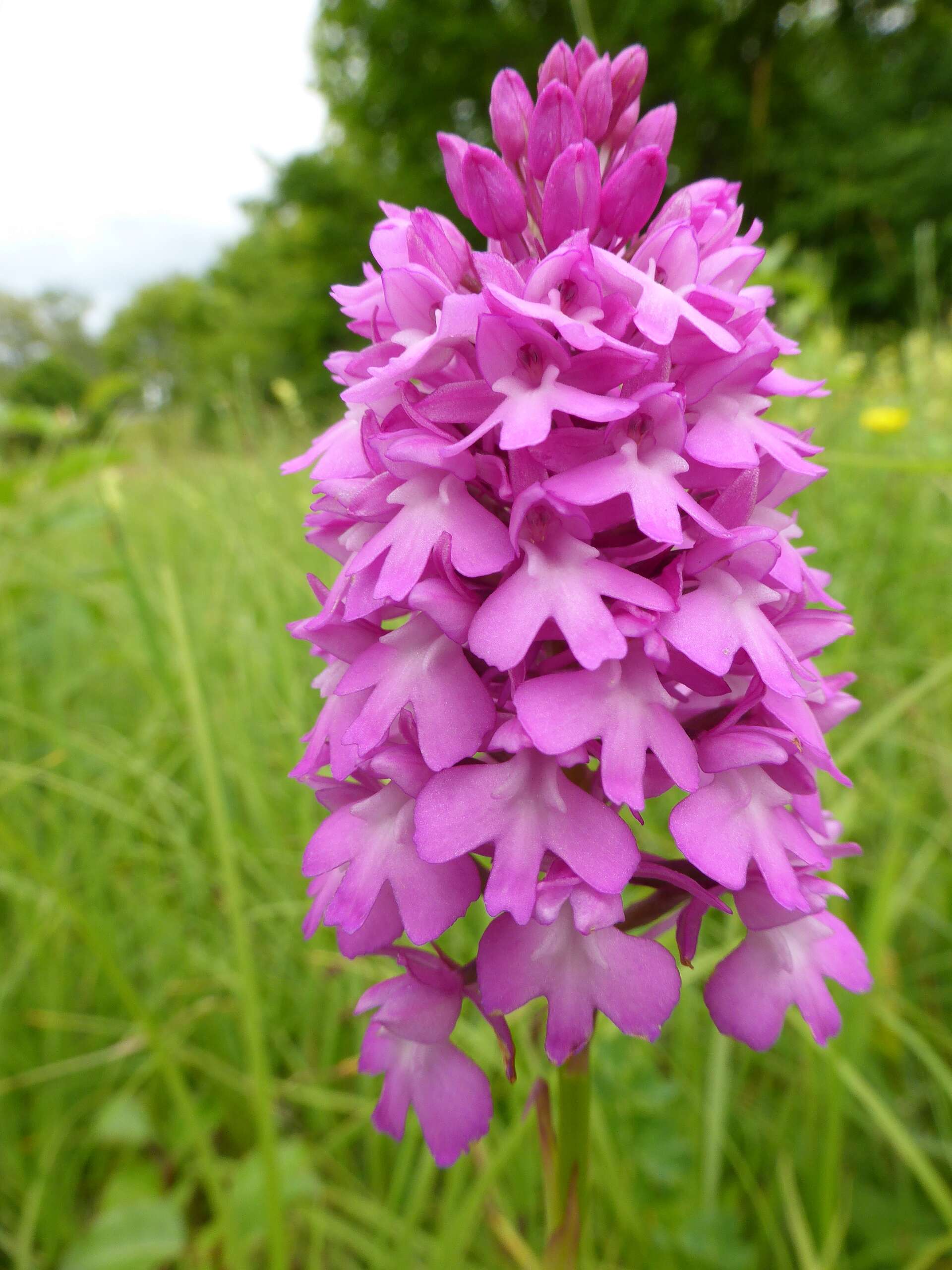 صورة Anacamptis pyramidalis (L.) Rich.